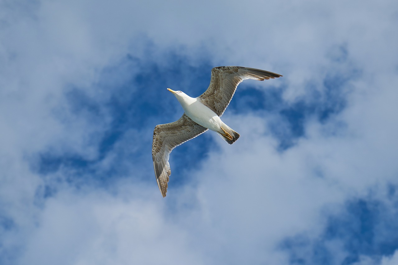 Image - seagull bird wing blue nature