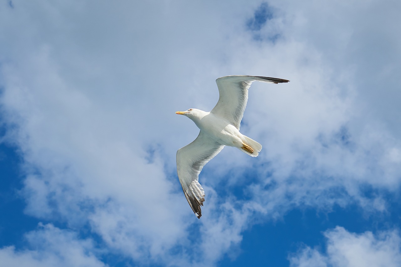 Image - seagull bird wing blue nature