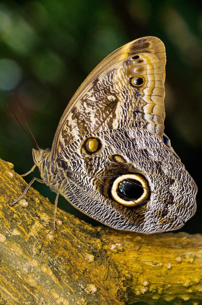 Image - nymphalidae edelfalter owl butterfly