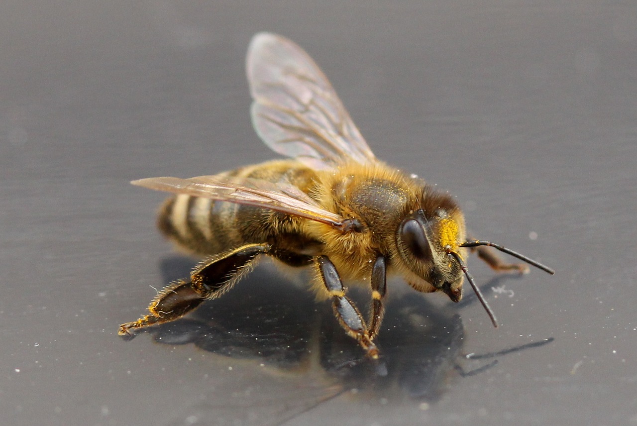 Image - bee insecta wings acro detail