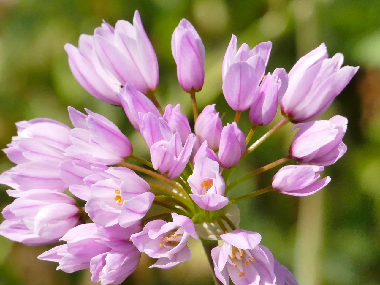 Image - wild flower meadow plant flowers