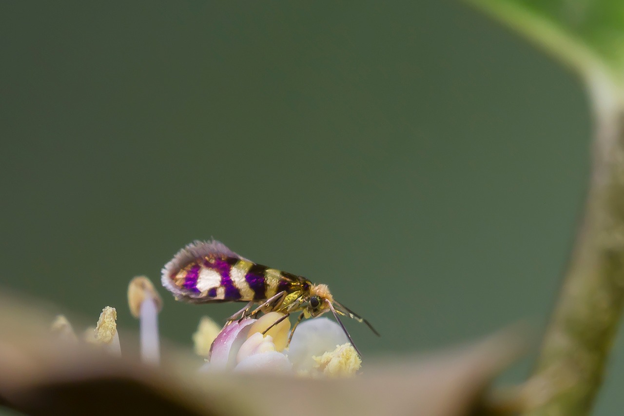 Image - wore moth motte butterfly