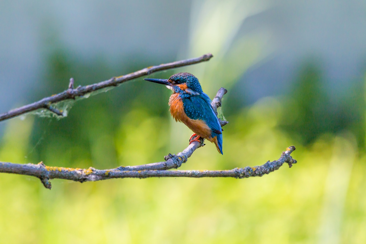 Image - kingfisher bird colorful nature