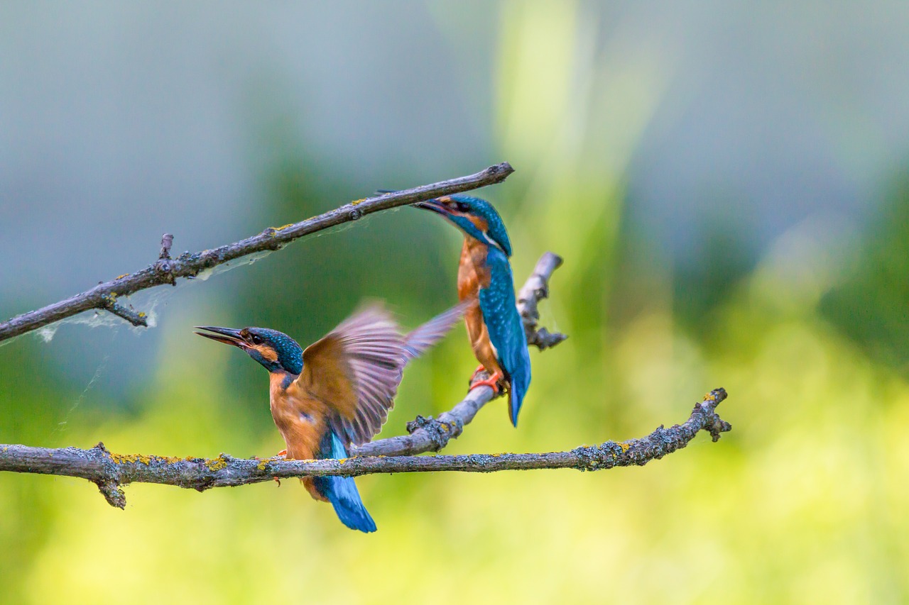 Image - kingfisher bird colorful nature