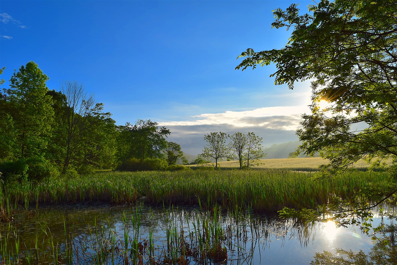 Image - wetlands sunrise nature landscape