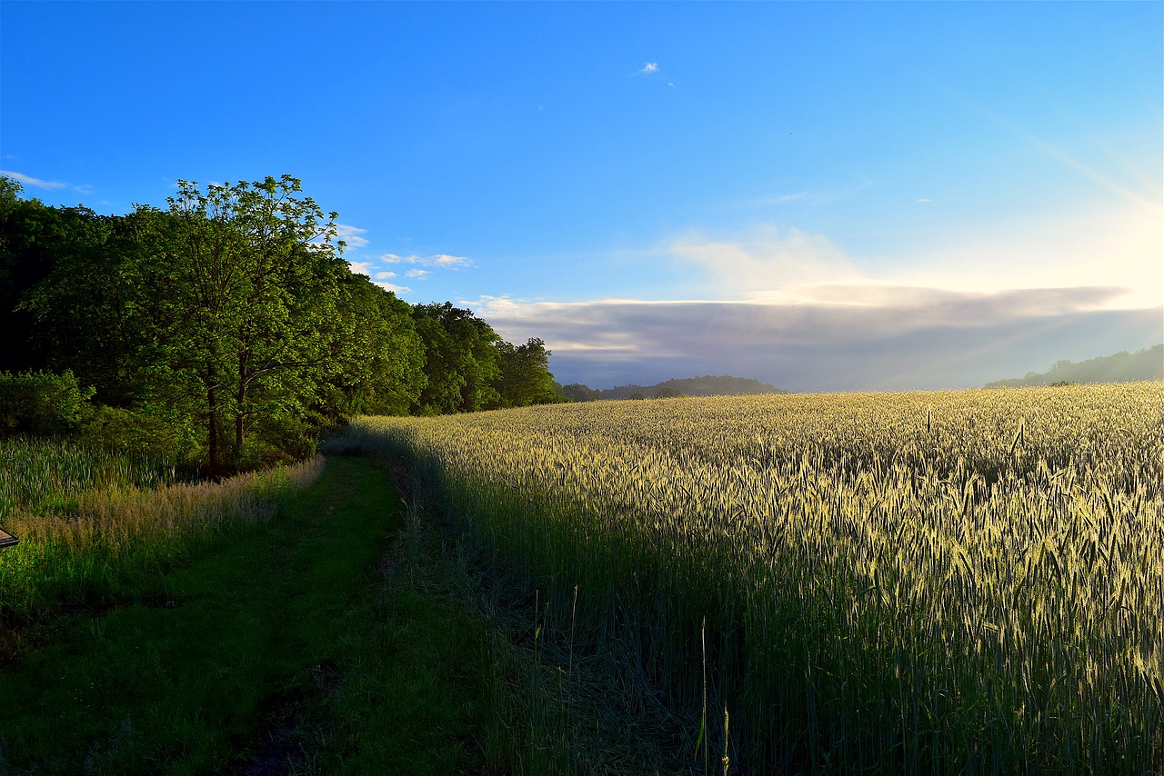 Image - sunlight sunrise field meadow