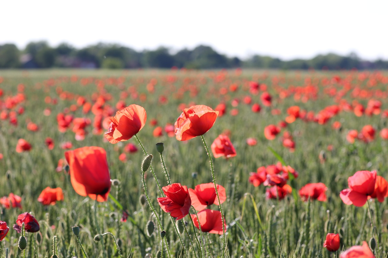 Image - red poppy in wheat field blossom