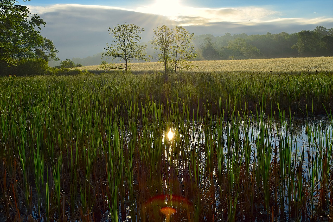 Image - wetlands sunrise nature landscape