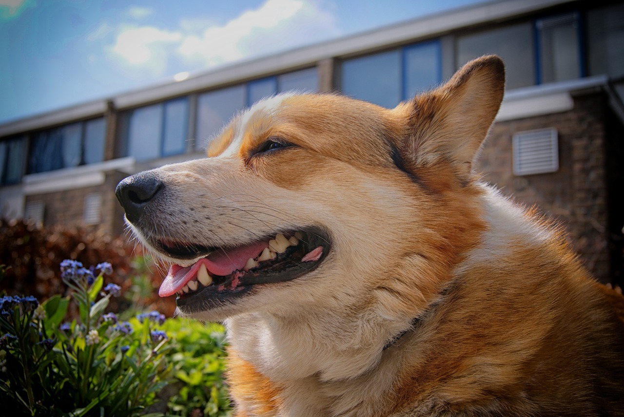 Image - welsh corgi corgi dog portrait pet