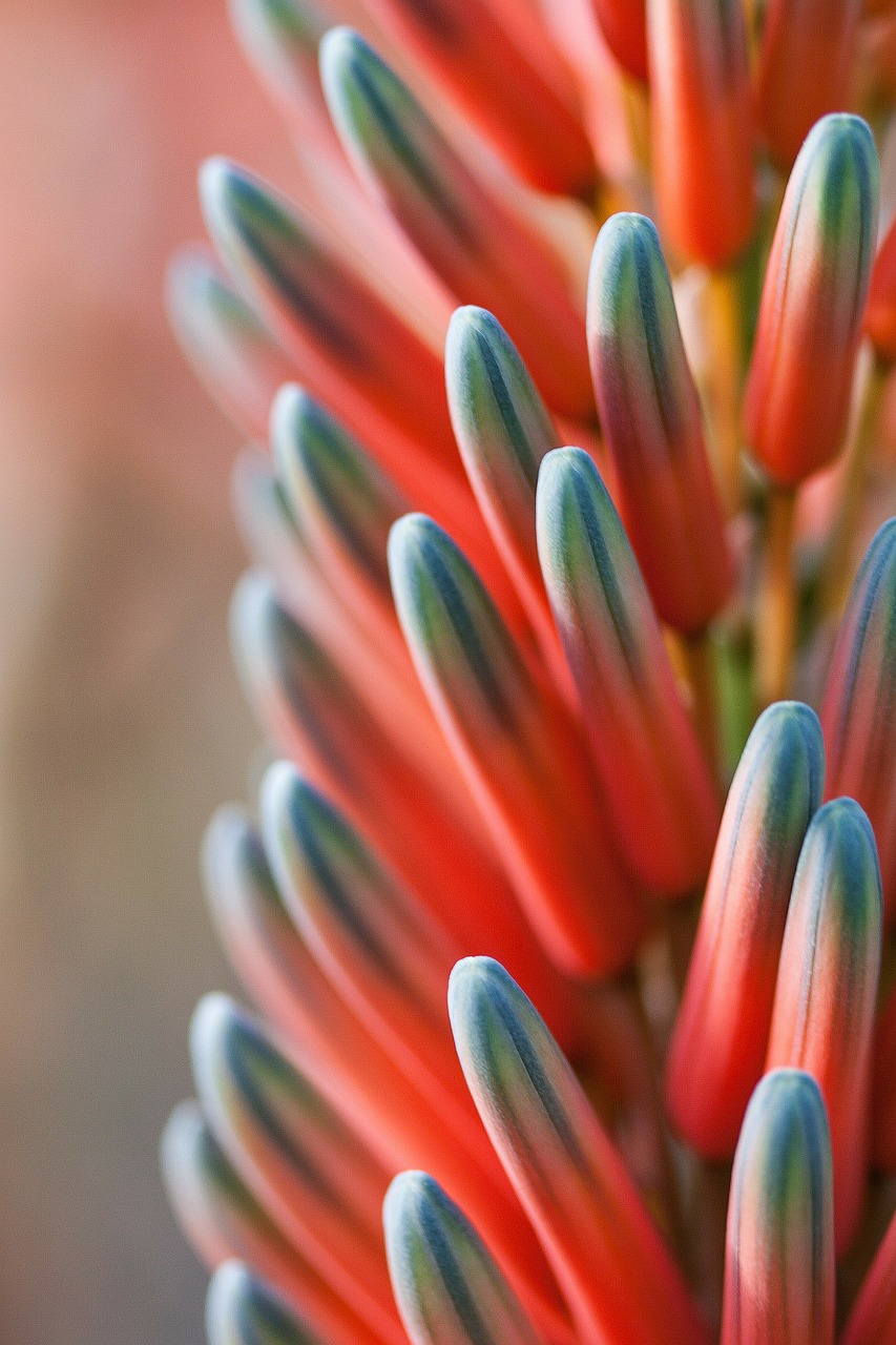 Image - flower plant tender fine blossom