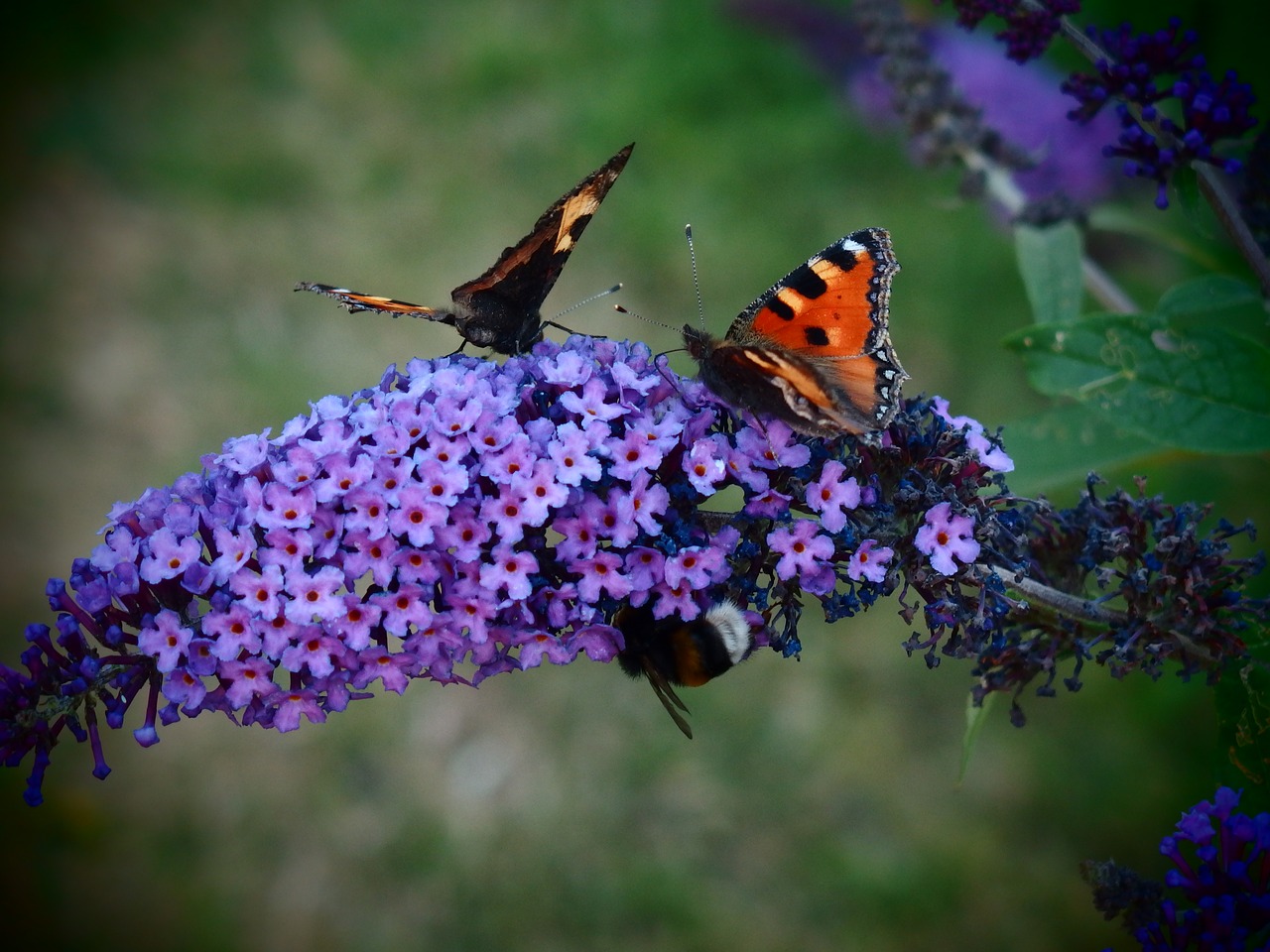 Image - butterfly butterfly bush