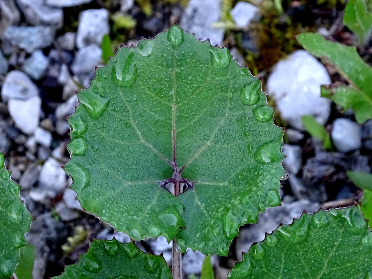 Image - dewdrop morgentau butterbur dew