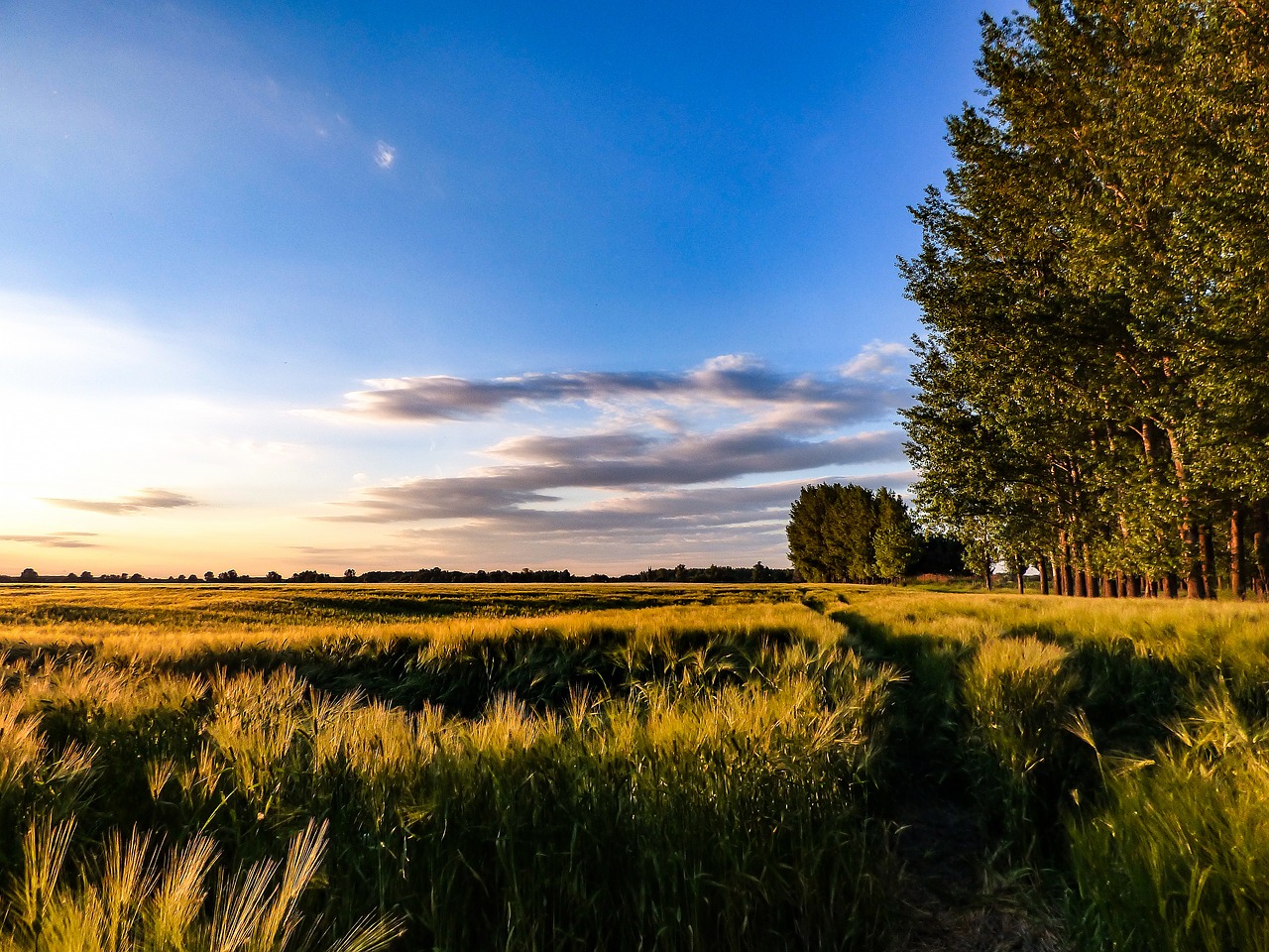 Image - wheatfield sky wheat landscape