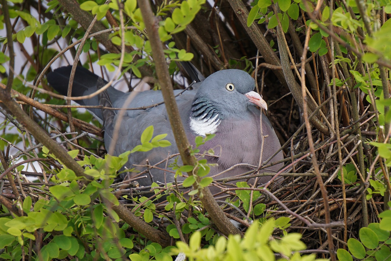 Image - dove bird feather animal nature