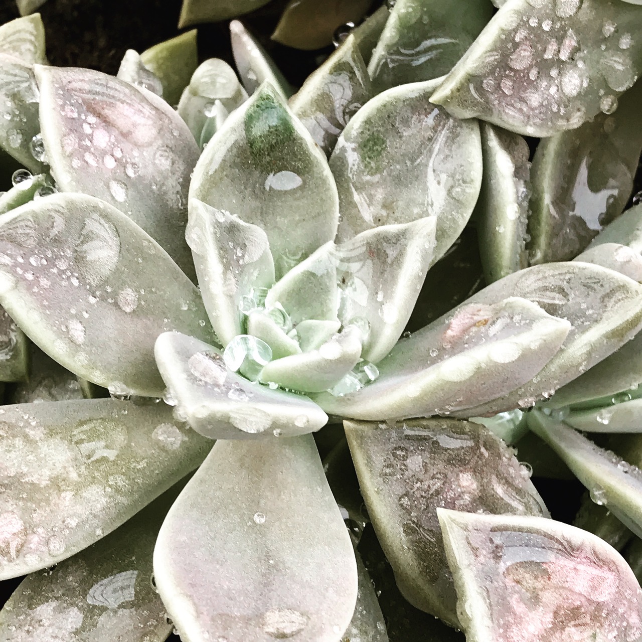 Image - drop succulent plant natural
