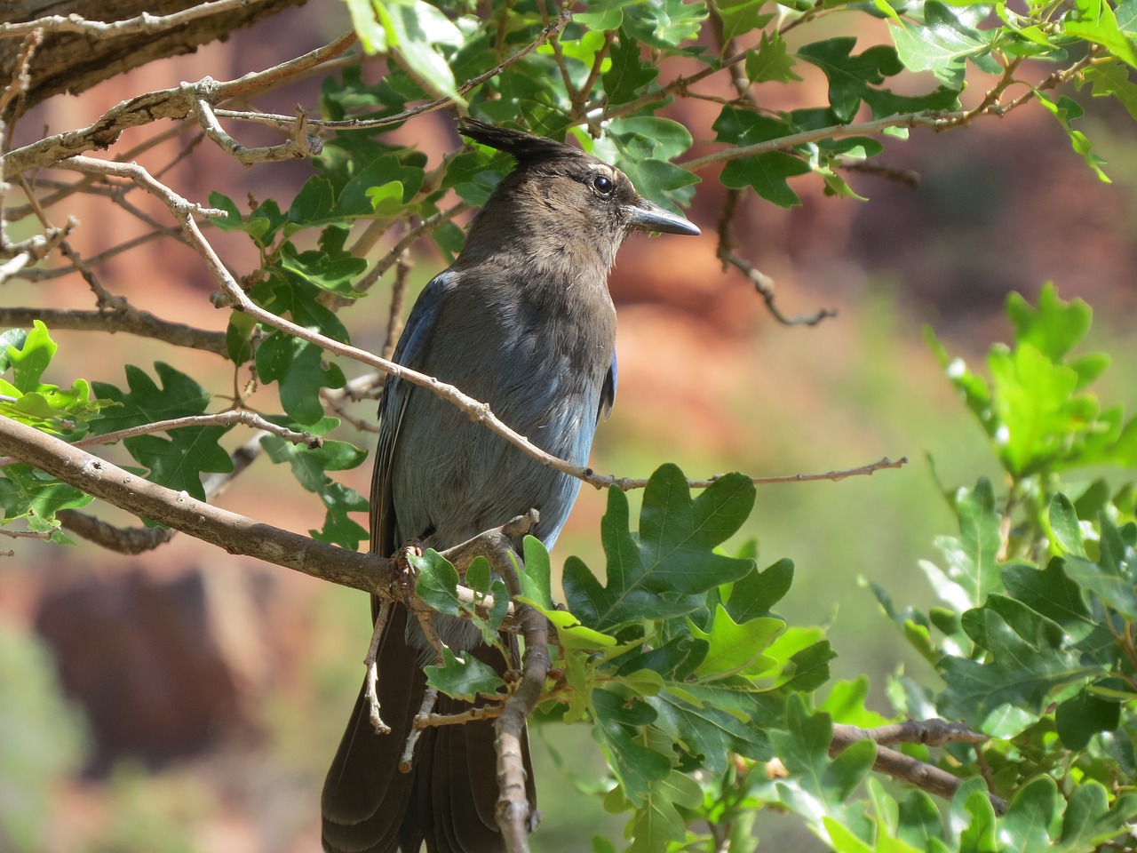 Image - grand canyon bird national hiking