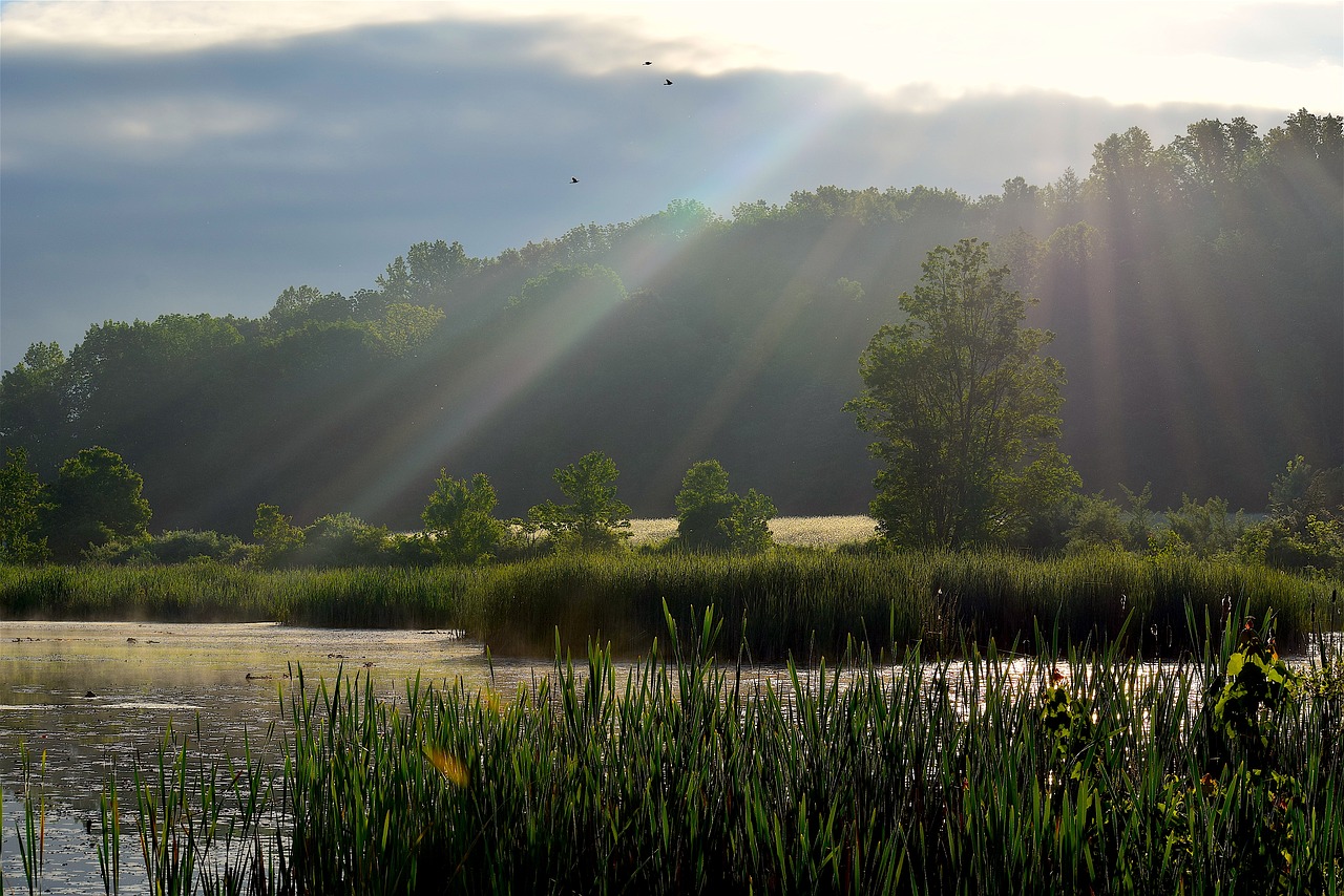 Image - sunlight wetlands sun rays nature