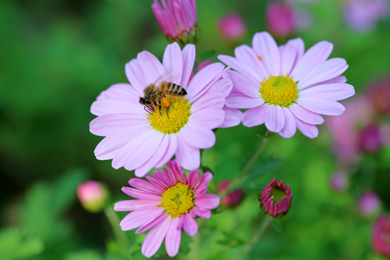 Image - cosmos bee flowers plants pink