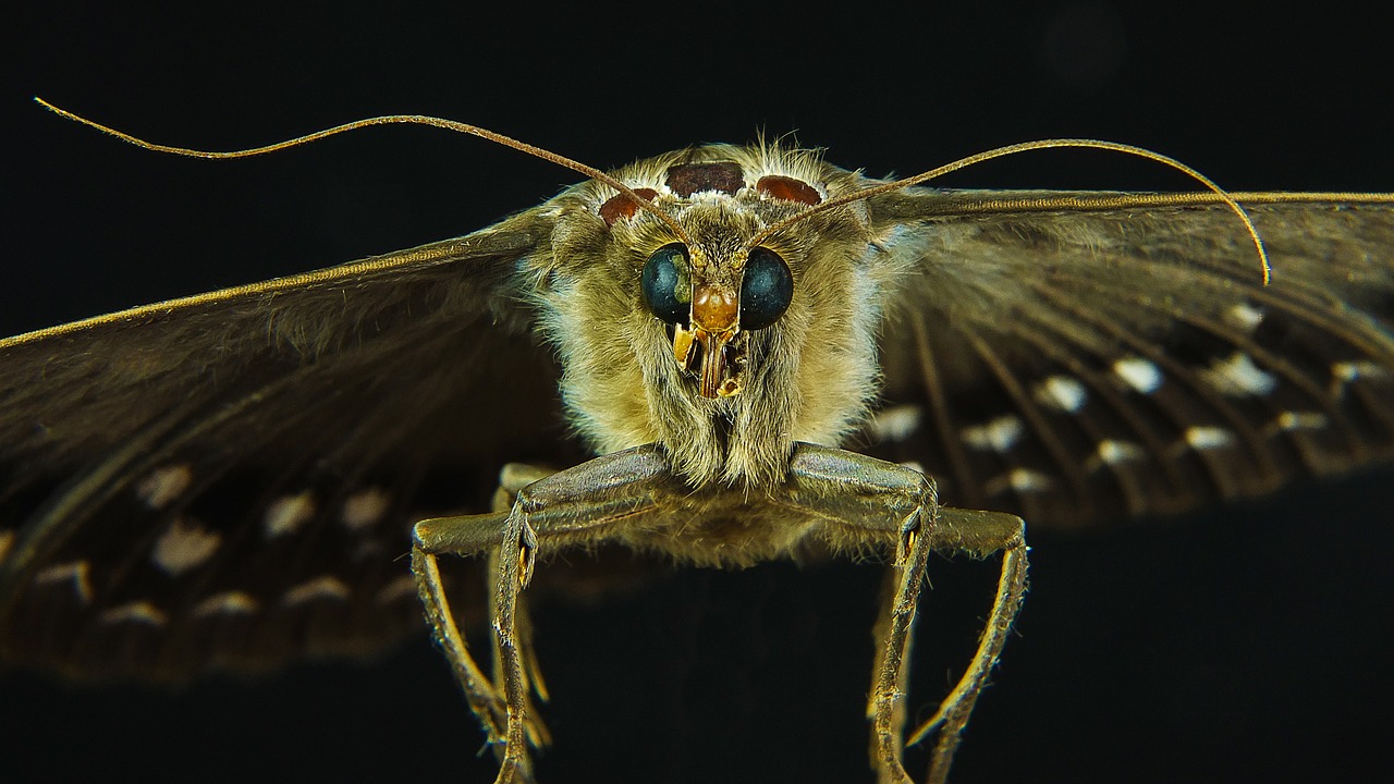 Image - butterfly moth insect