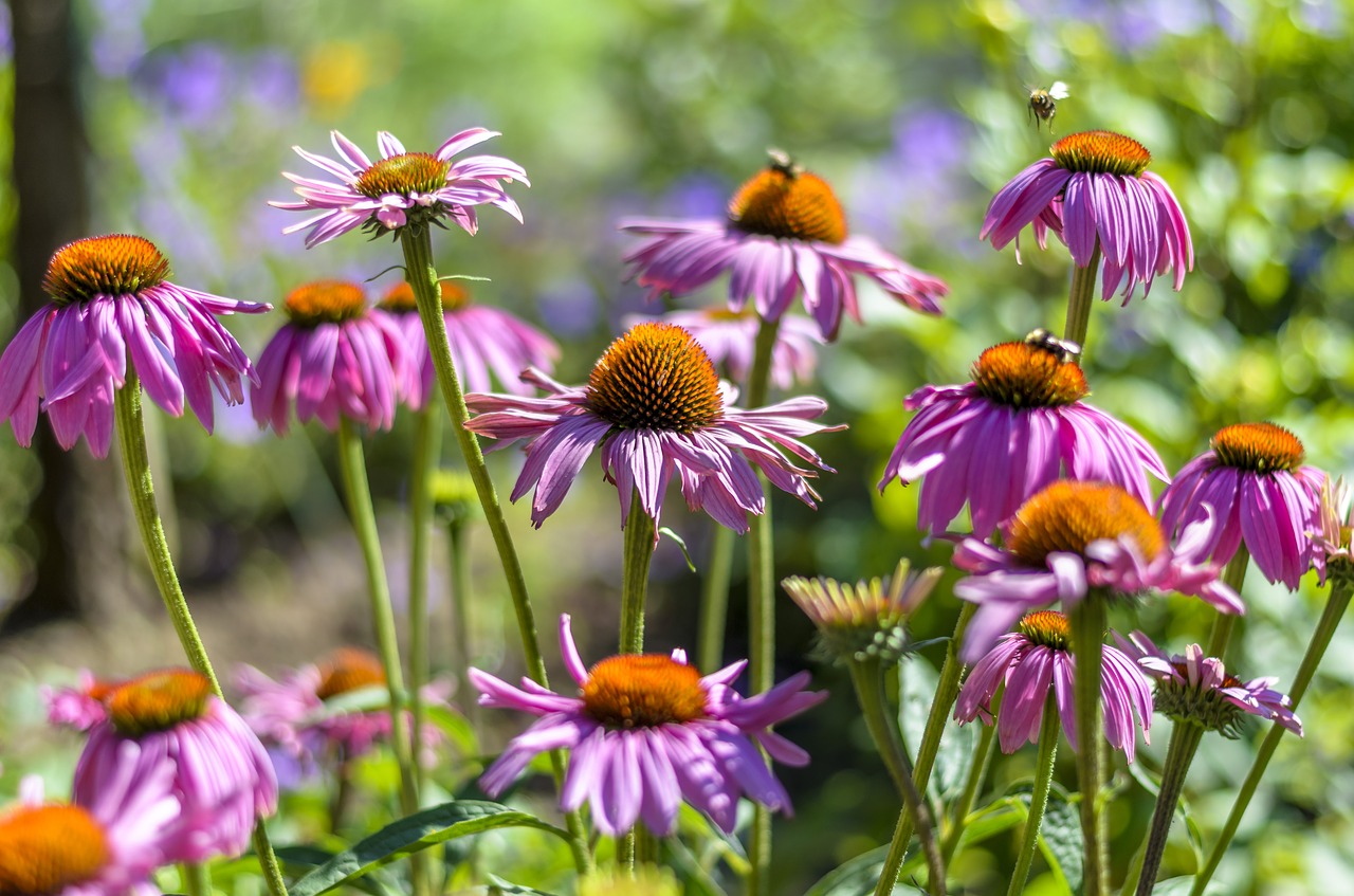 Image - bees worker bee coneflowers flowers