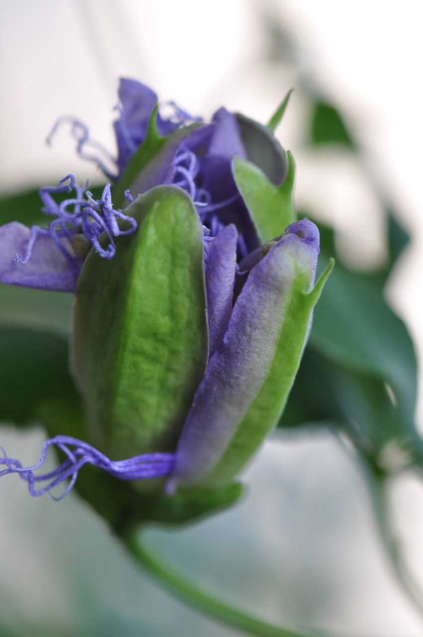 Image - violet flower views