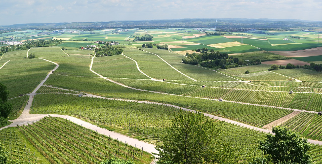 Image - panorama vineyards vines view