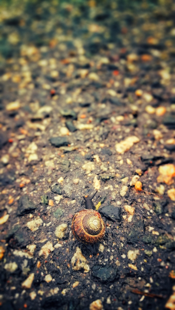 Image - snail rain the land tarmac moist