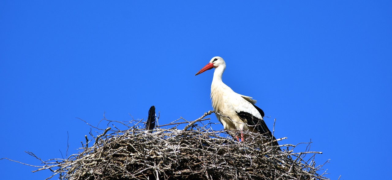 Image - stork nest bird storchennest