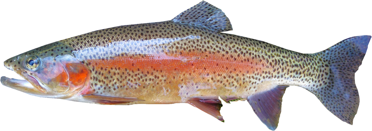 Image - isolated rainbow trout freshwater