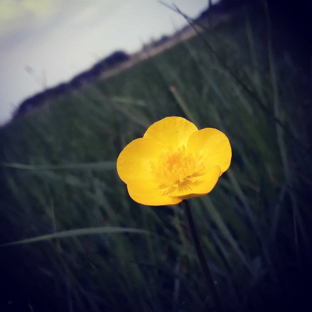 Image - buttercup landscape grass nature