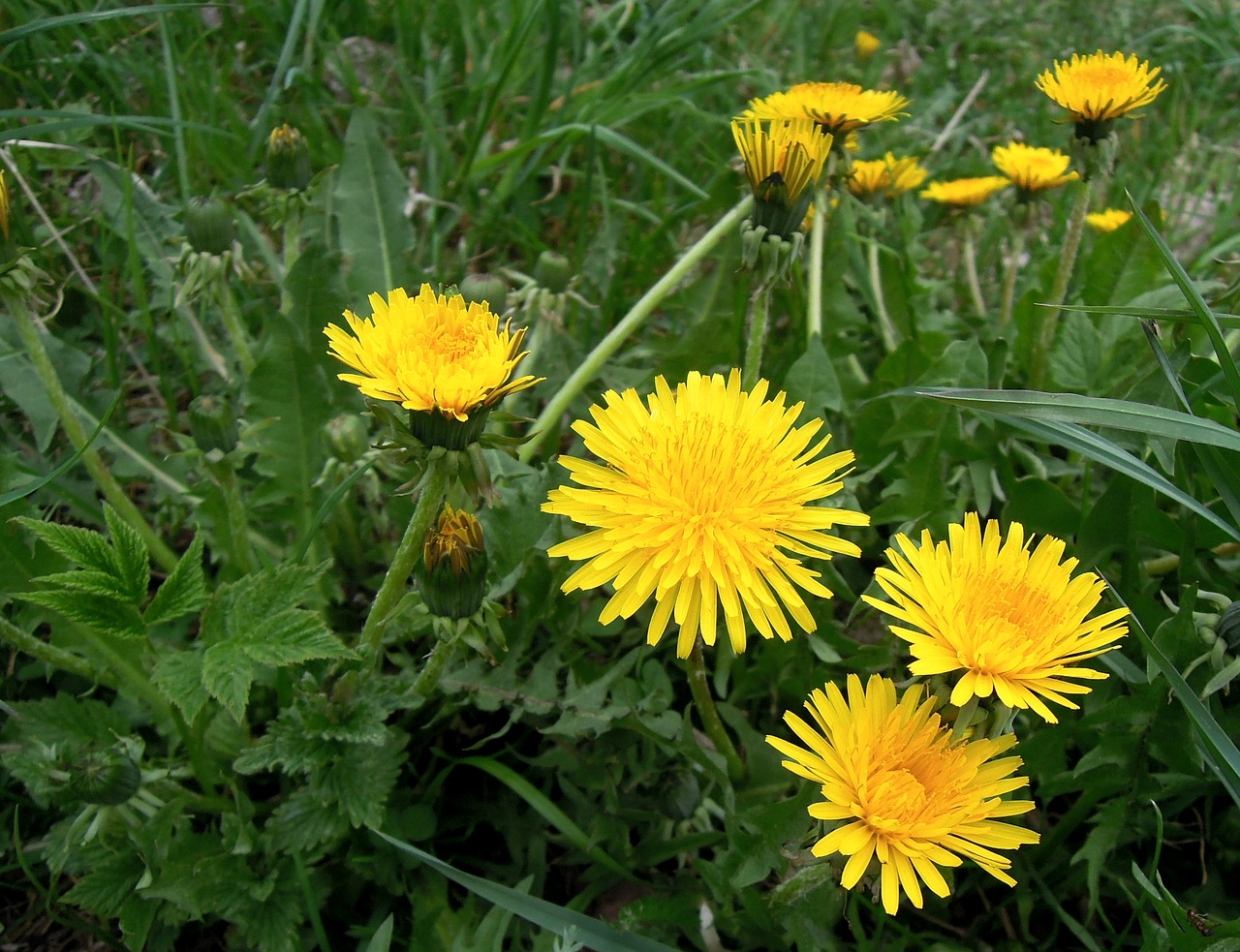 Image - dandelions flowers yellow flower