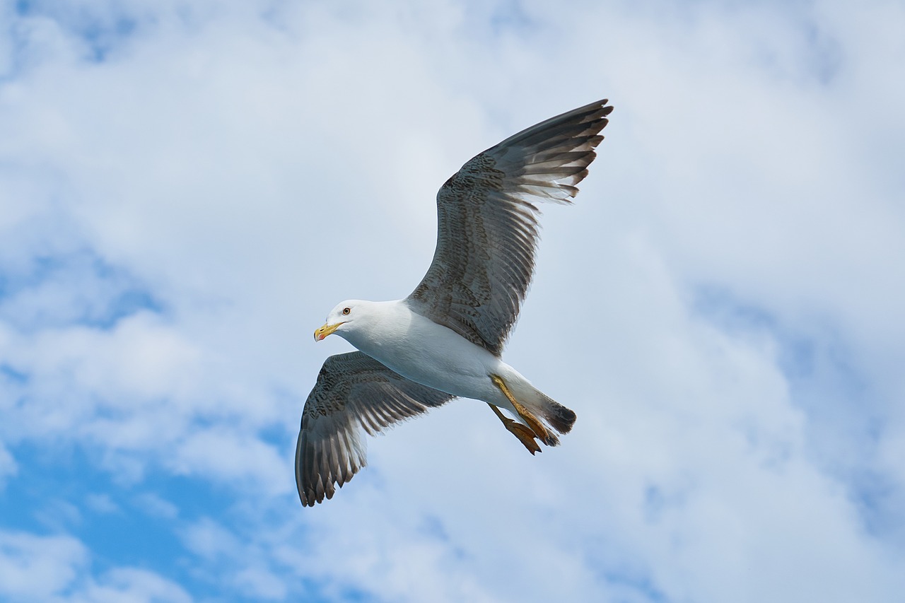 Image - seagull bird to migrate peace