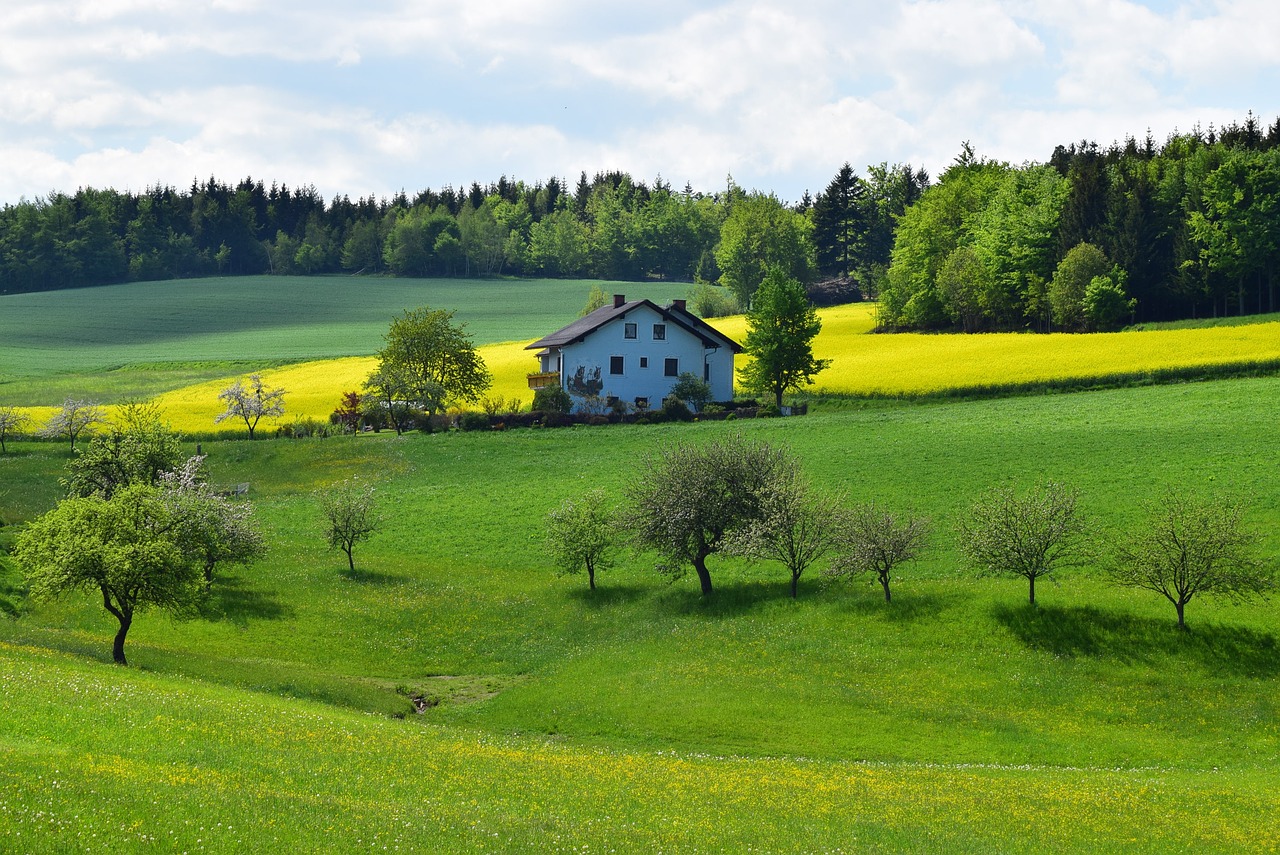 Image - oilseed rape spring yellow