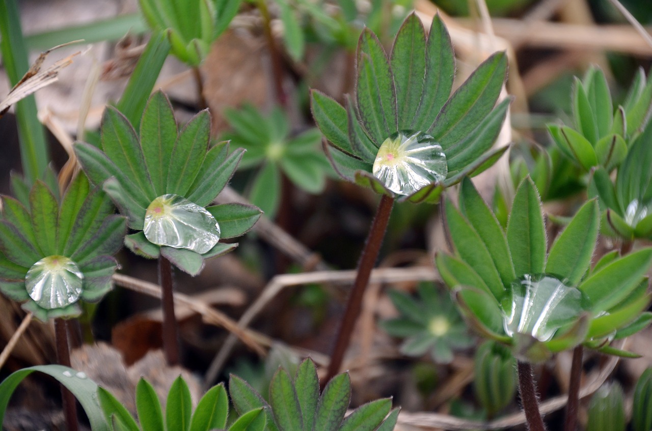 Image - water flower drop lupins lupin