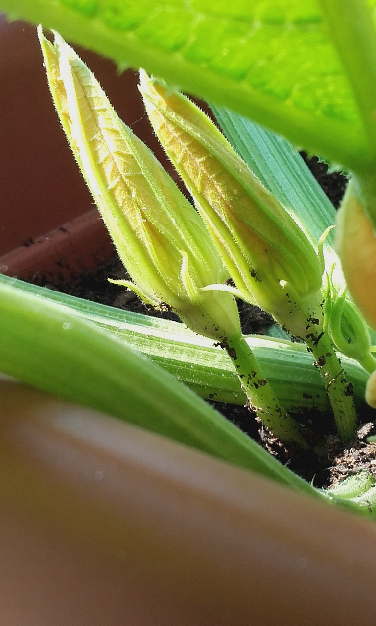 Image - zucchini flowers zucchini flower