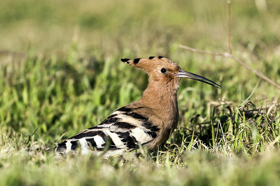 Image - birds outdoor landscape