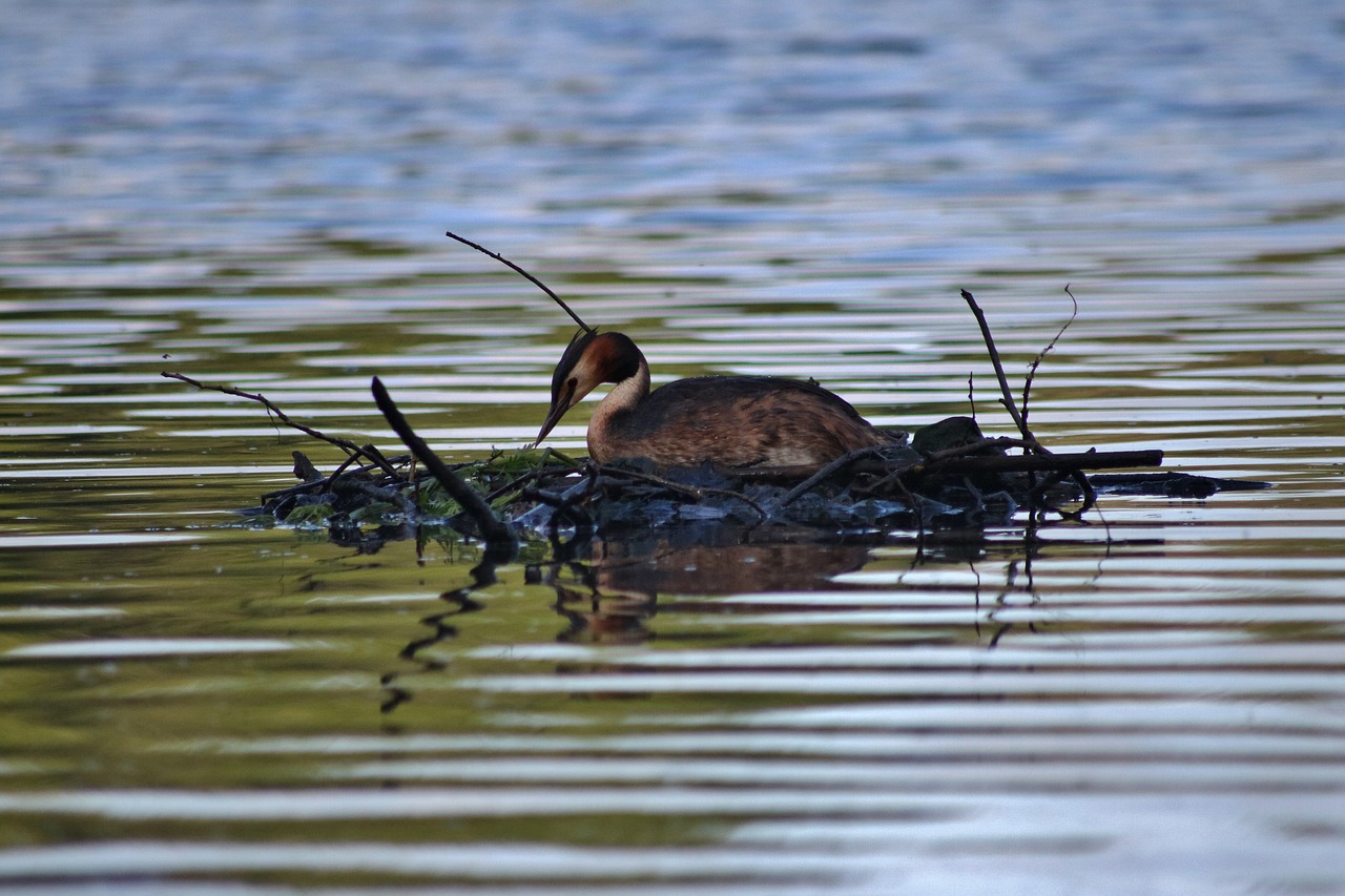 Image - bird grebe nest wildlife water