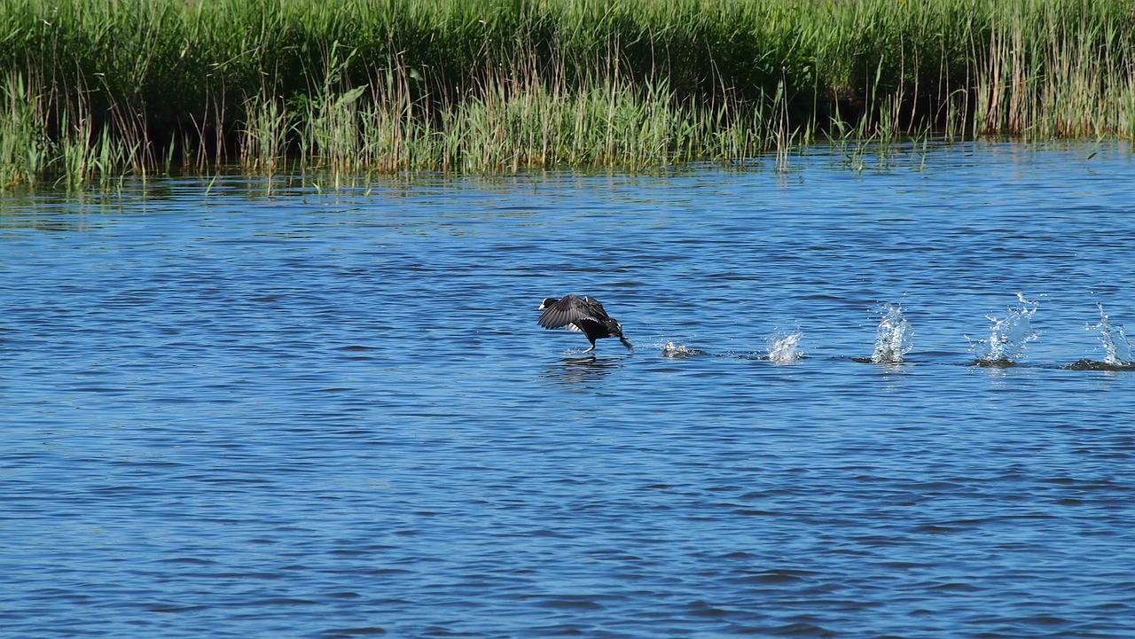 Image - bird water netherlands