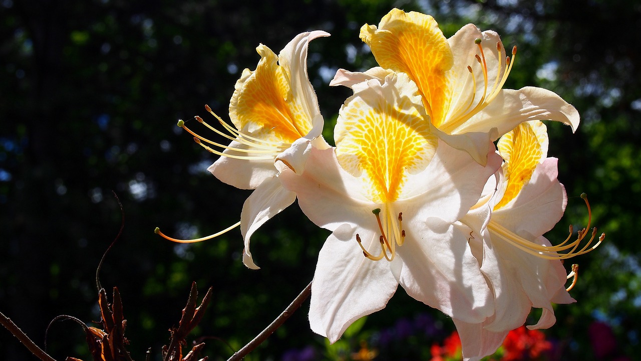 Image - azalea blooms flower spring nature