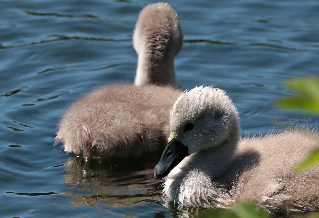 Image - swan young waters baby swans swim