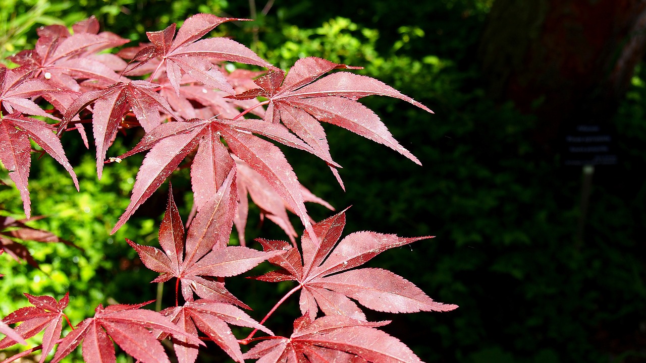 Image - clone palm foliage red tree nature
