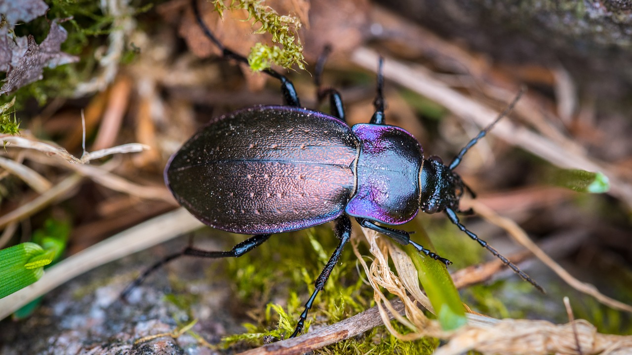 Image - the little old beetle bug nature