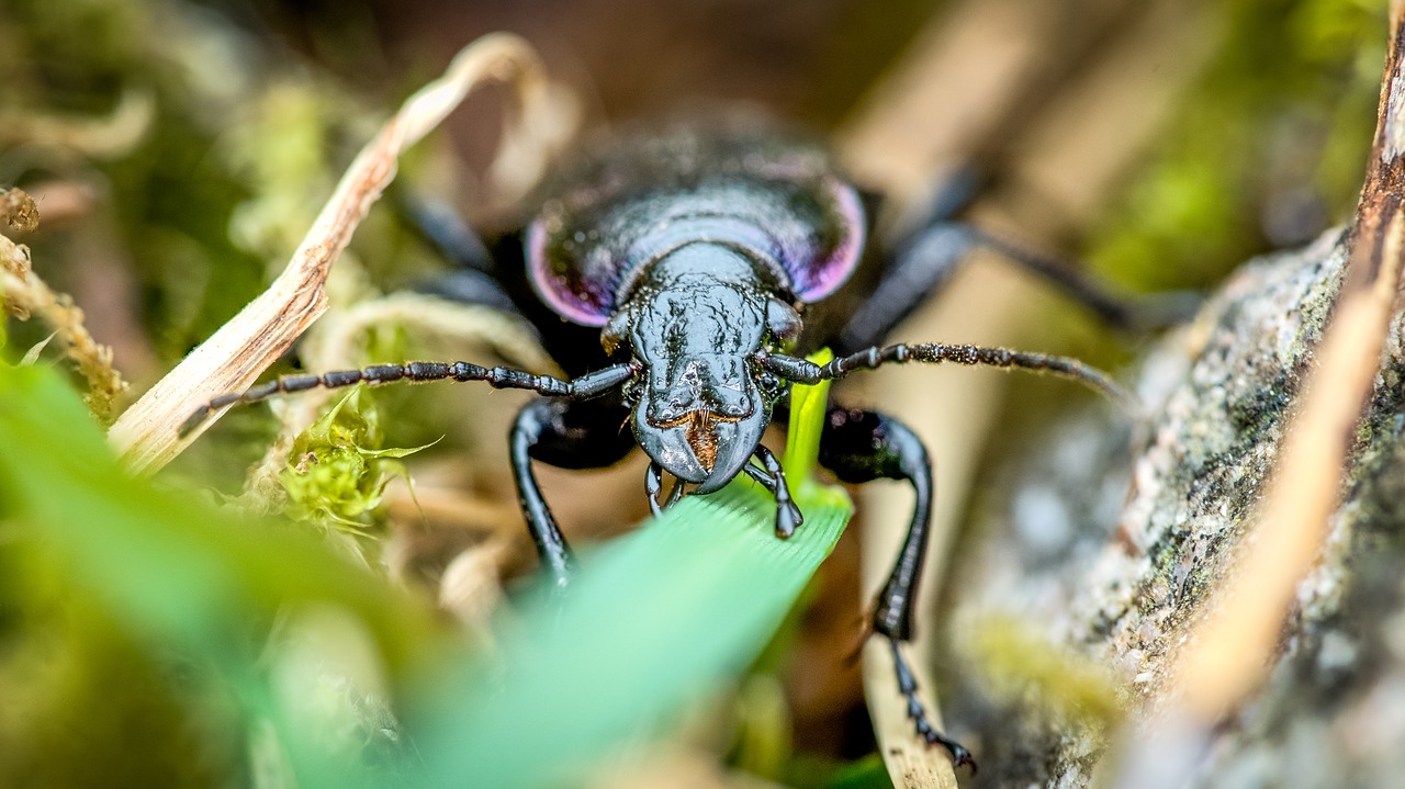 Image - the little old beetle bug nature