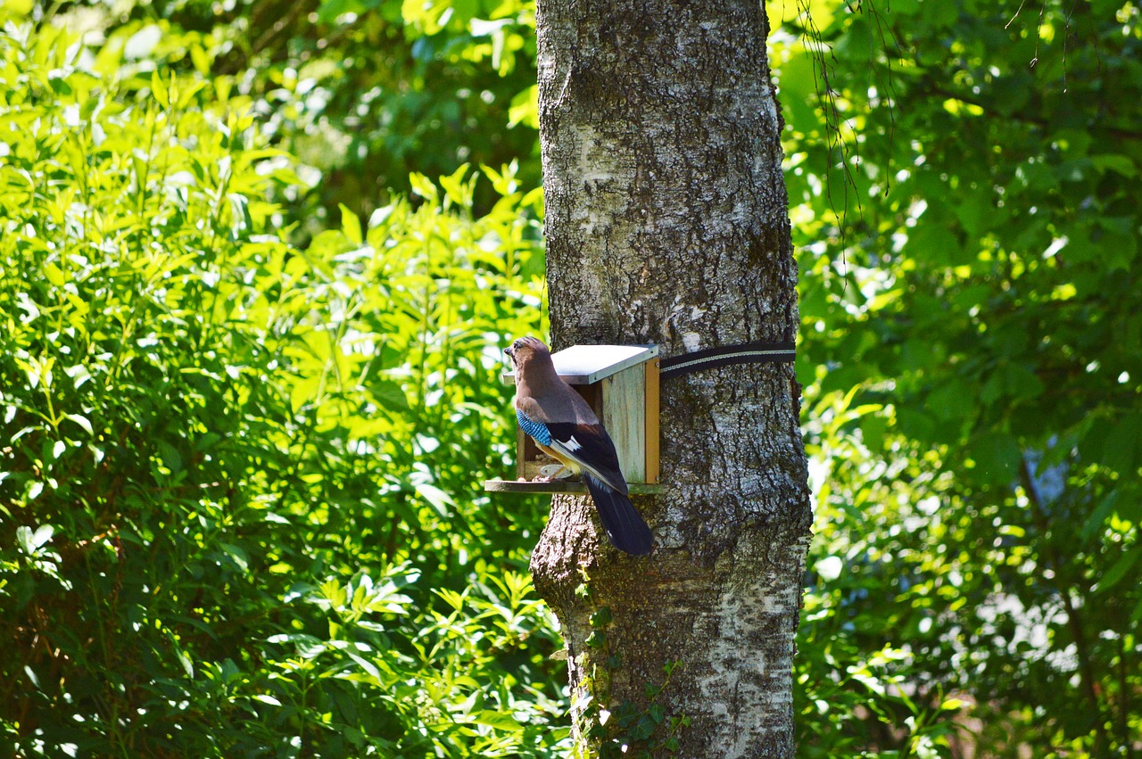 Image - jay bird garrulus glandarius