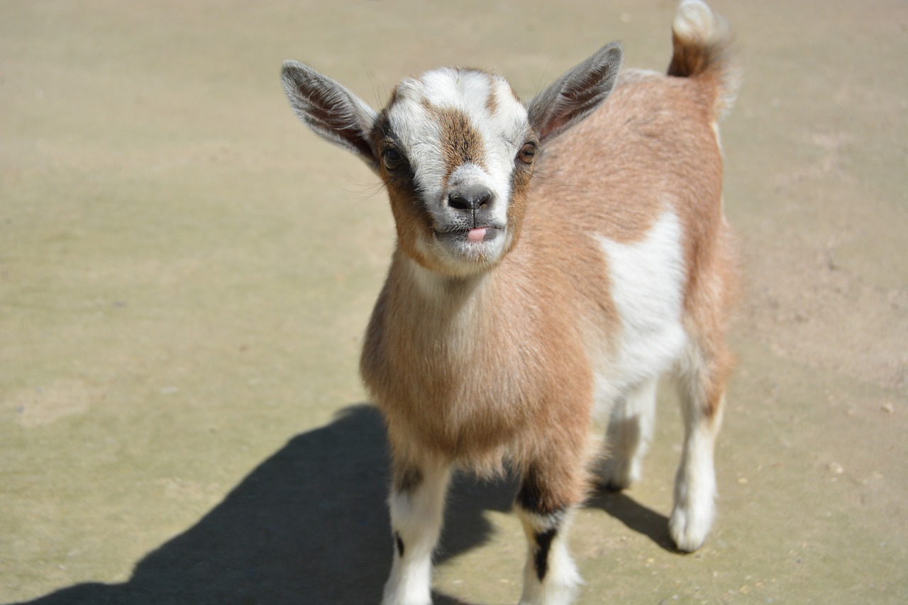 Image - zoo goat young goat kid goat baby