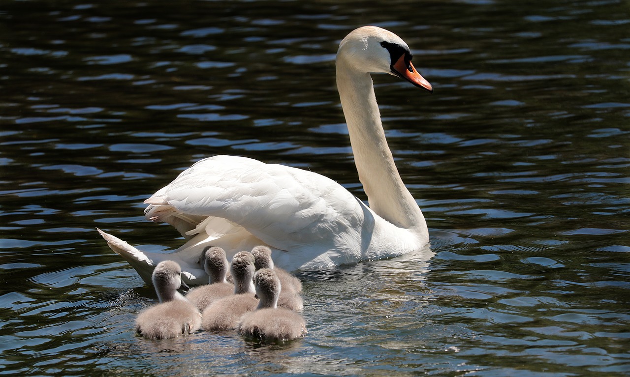 Image - swan water bird pride nature