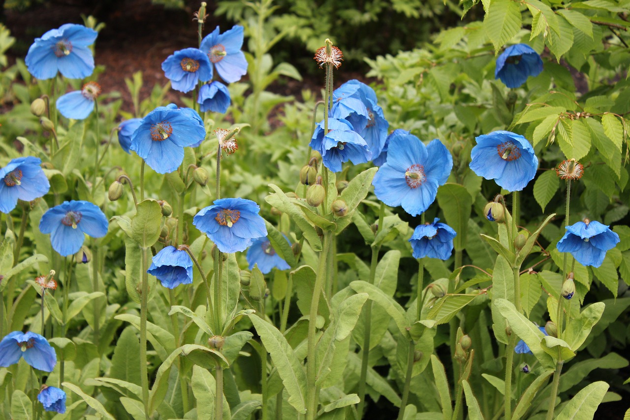 Image - poppy blue poppies meconopsis