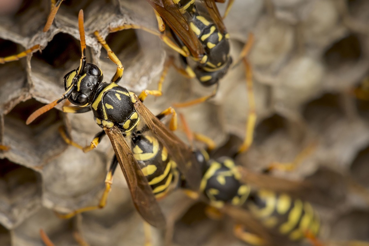 Image - bees bee wasp honey bee honey