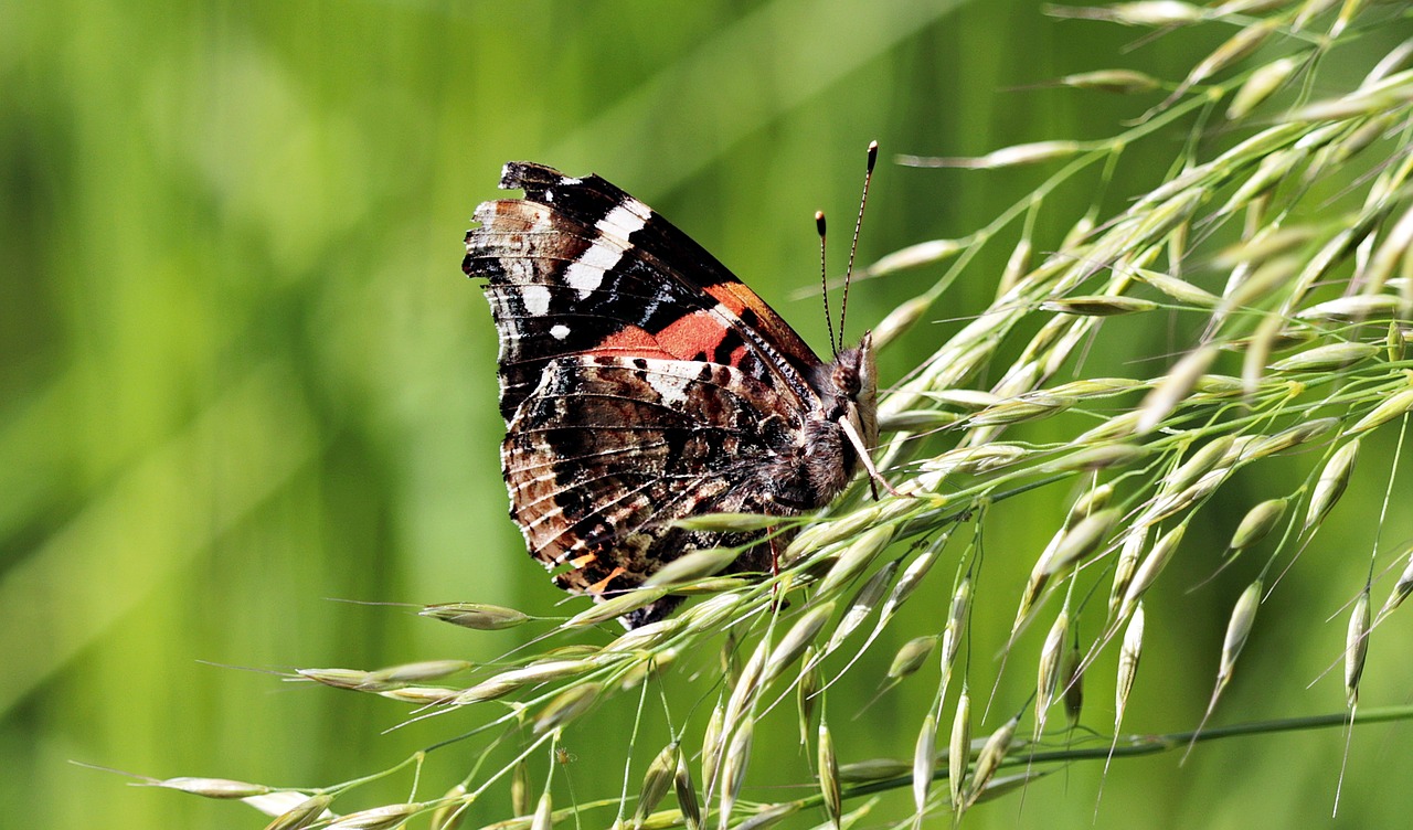 Image - butterfly meadow close summer