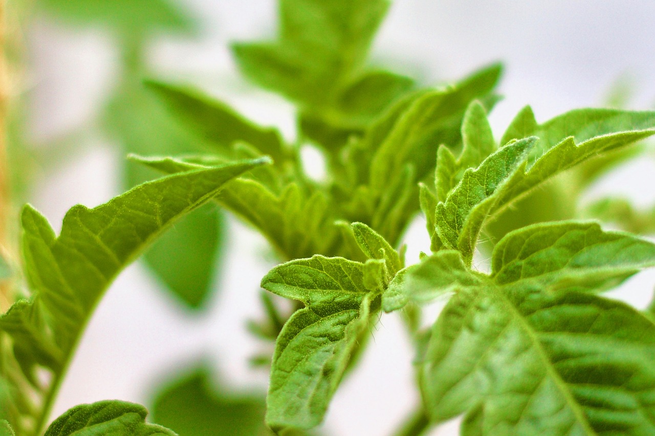 Image - tomato tomato plant greenhouse